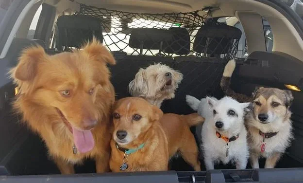 Concurso canino para elegir a los perros más guapos y simpáticos